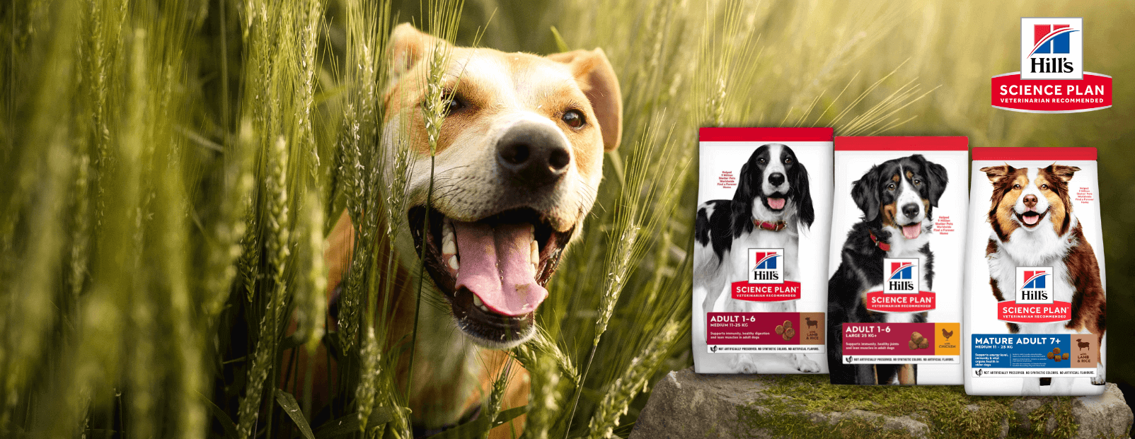 -15% Hill's SP Canine sauso pašaro pakuotėms nuo 14kg